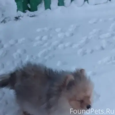 У кого потерялась собака, бега...