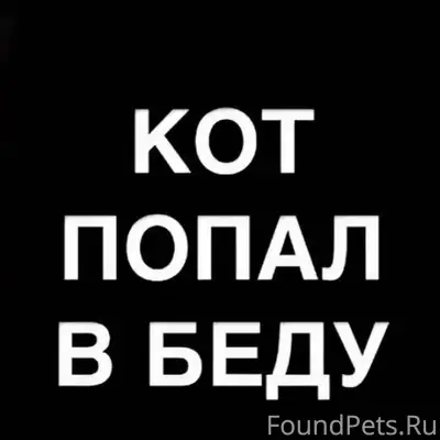 НАЙДЕН / ЗАМЕЧЕН КОШКА / КОТ В...