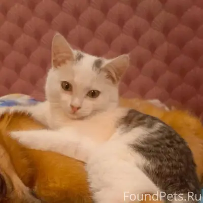 ‼️🆘🆘🆘‼️ПРОПАЛ КОТ‼️ По улице 5...