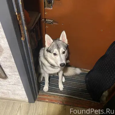 ПРОПАЛА СОБАКА ХАСКИ! Кличка Б...