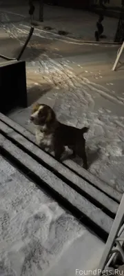 На Садовой улице появился пес,...