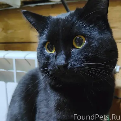 Пропал кот в районе ул.Гвардей...