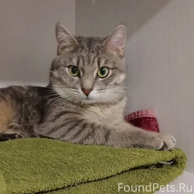 Потерялся кот Феликс! Кастриро...