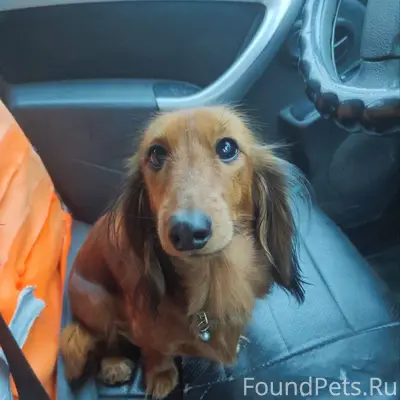 Потеряна собака, зовут Юна, де...