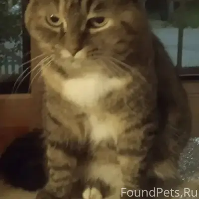 Пропала кошка, Муся на ОЗТП, О...