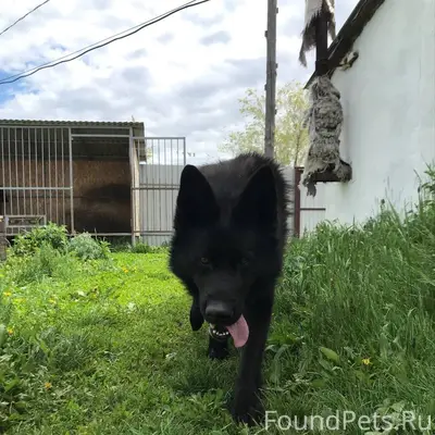 Пропала собака❗️ немецкая овча...