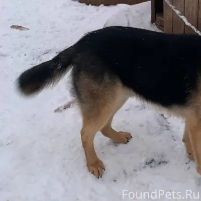 Пропал пес, немецкая овчарка, ...