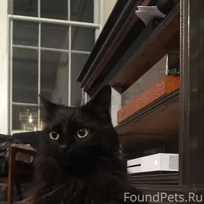 Пропала кошка в районе церкви,...