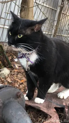 #Калуга Три недели назад пропа...