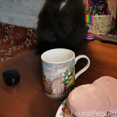 Здравствуйте! Пропала чёрная к...