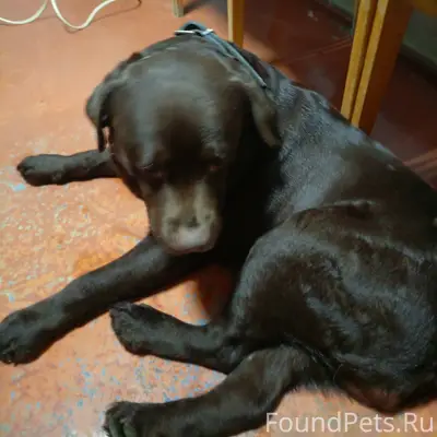 Найден пес, с ошейником. Хозяе...