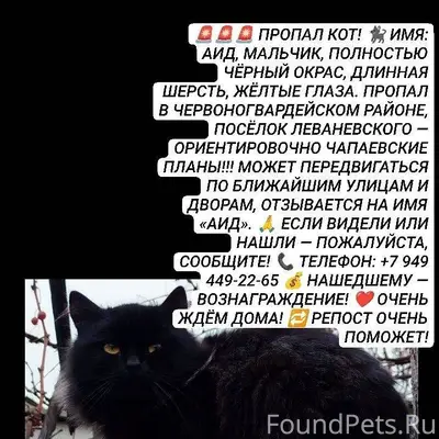 🚨🚨🚨 ПРОПАЛ КОТ! 🐈‍⬛ ИМЯ: АИД.....