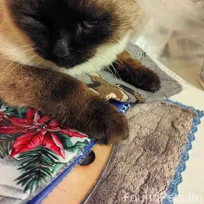 23 декабря в поселке Западном ...