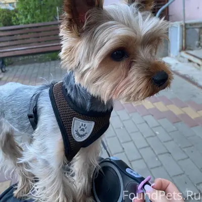 ПРОПАЛА СОБАКА!!!! Зовут Чарли...