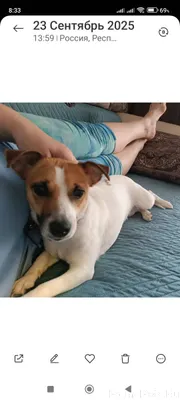 ПРОПАЛА СОБАКА ! Зовут Мия . В...