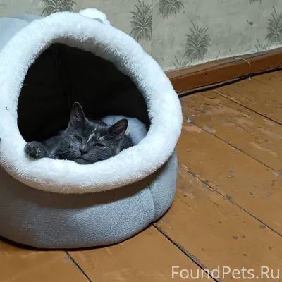 Пропала кошка Мася, с ошейнико...