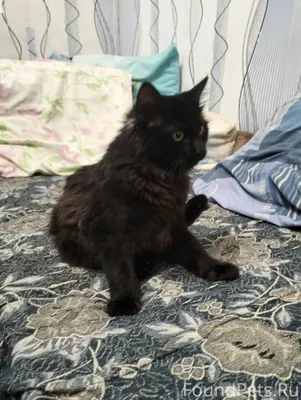 24.12 с утра найден кот...