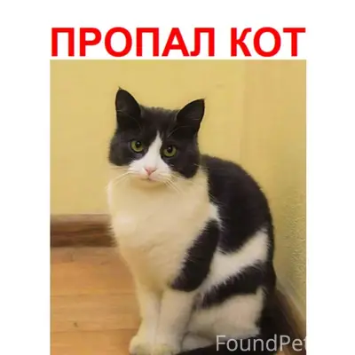#пропало Пропал кот в г. Воскр...