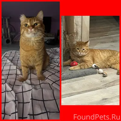 Пропал кот ,рыжий Кастрированн...