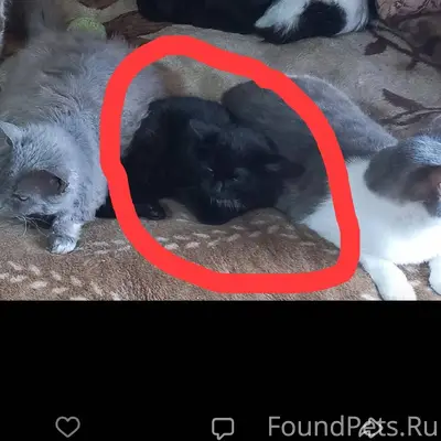 Здравствуйте. Пропал кот как н...