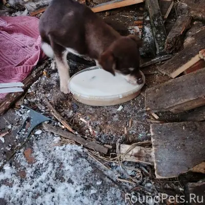Прибежала вот такая собачка. К...