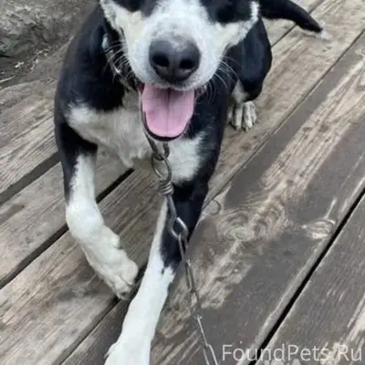 Потерялась собака! Большая, не...