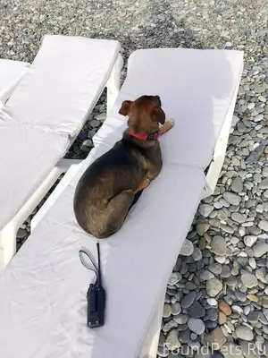 Собака с ошейником ,наверное п...