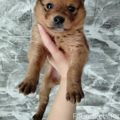 За рекой был найден щенок. (ма...