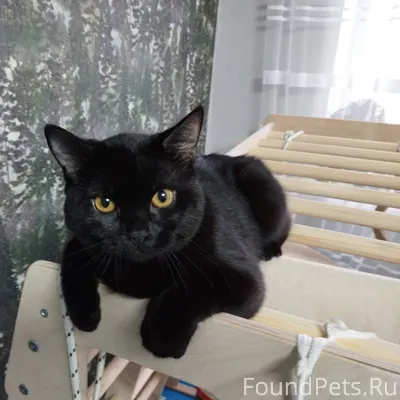 Срочно отдам кота. Найден на у...