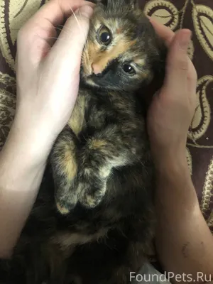 ‼️Пропал котенок‼️, возраст 3 ...