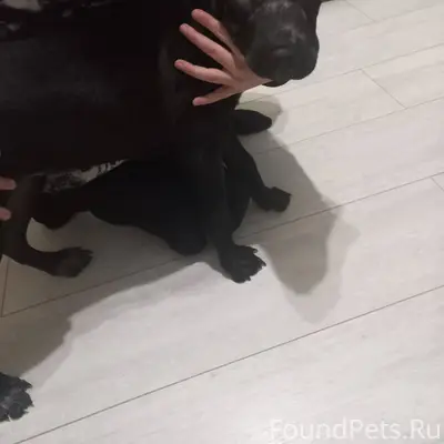 Найдена собака хозяин отзовись...