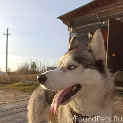 ПРОПАЛА СОБАКА❗️Сибирская хаск...