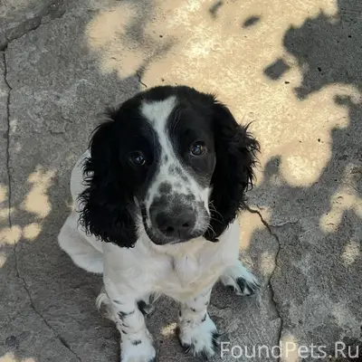 Пропала собака, отзывается на ...