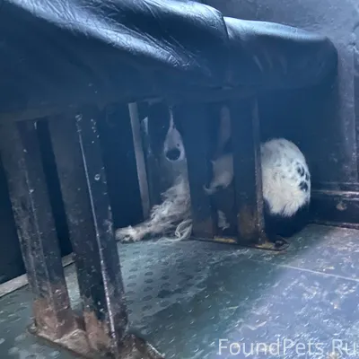 26.12. 15:20 Найдена собака...