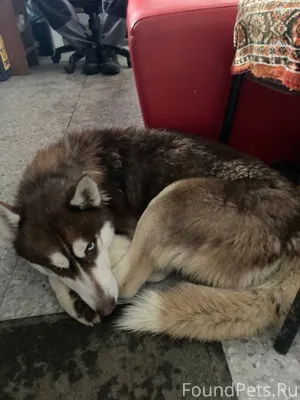 Найден щенок Хаски, до вечера ...