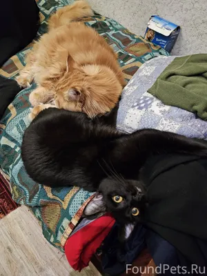 Пропала черная кошка! В районе...