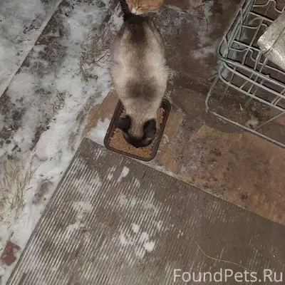 Возможно чей-то потеряшка. При...