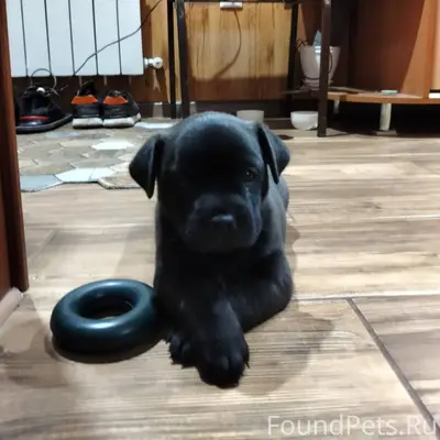 Убежала собачка чёрная маленьк...