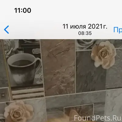 Пропала кошка в Тикописи СНТ «...