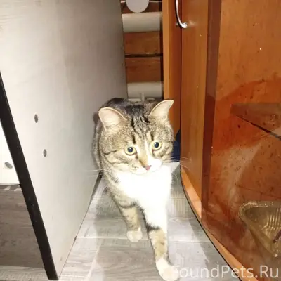 Найден кот на заводском у 9...