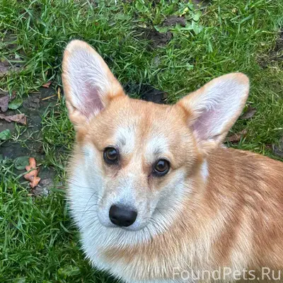 Потерялась собака!!! Сегодня н...
