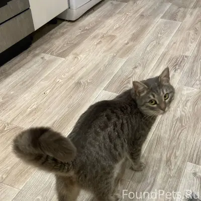 Найден кот по адресу Некрасова...