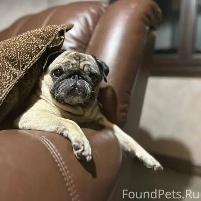 ПРОПАЛА СОБАКА! В 15:40, 26...