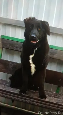 Добрый день! Потеряли собаку в...