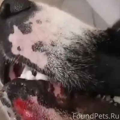 🆘🆘🆘🆘🆘 Найдена собака, кобелёк,...