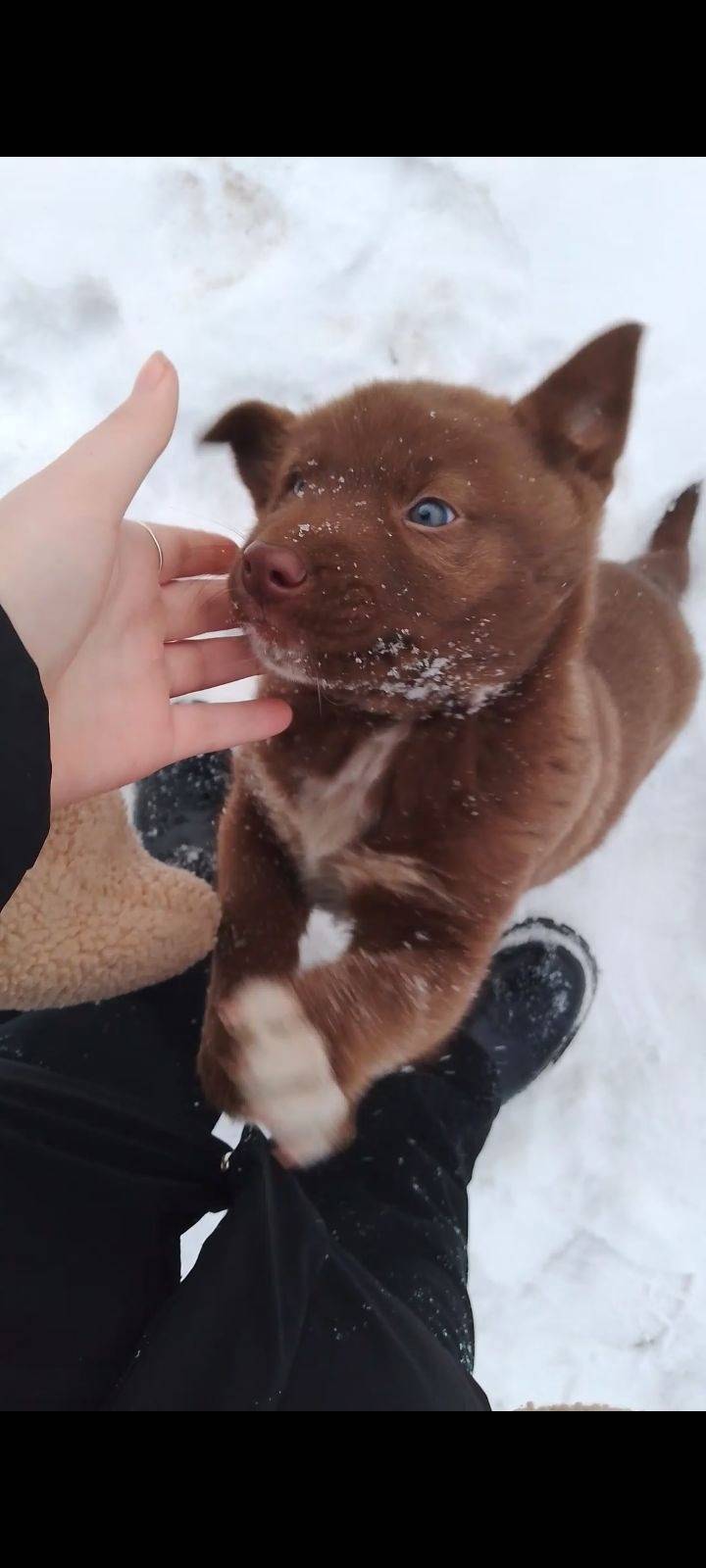 Потерялся щенок! Ему три месяц...