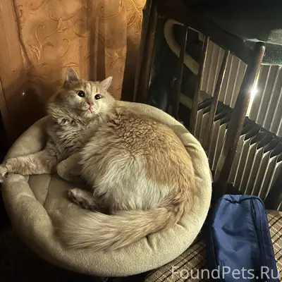 Пропал кот! Зовут Персик, мы в...