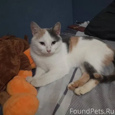 Кошка ищет дом и заботливые ру...