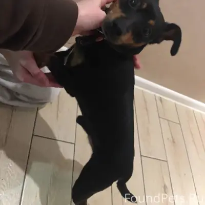 Чей потеряшка? Хозяин, найдись...