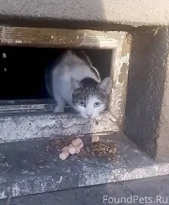 Найдена кошка! Пожалуйста, мак...